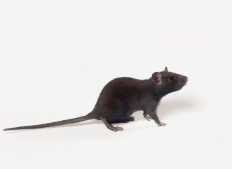 Modele standardowe
