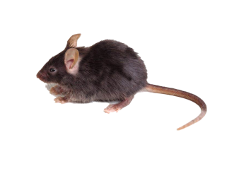 Humanizowane modele immunologiczne